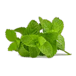 Bunch of mint leaves