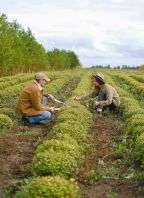 two people tending crops