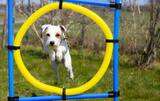 small dog jumps from DIY backyard agility jumps