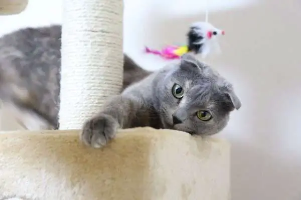 Cat enjoying a tower