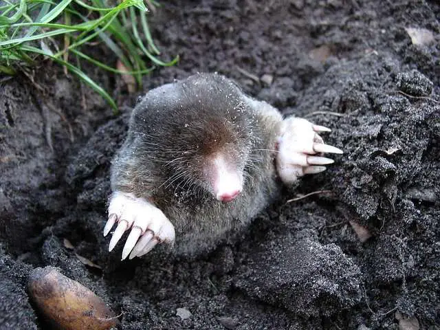 Mole emerging from a tunnel
