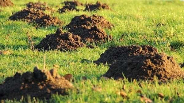 removing moles from your yard