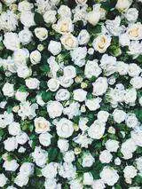 DIY white wedding flower wall