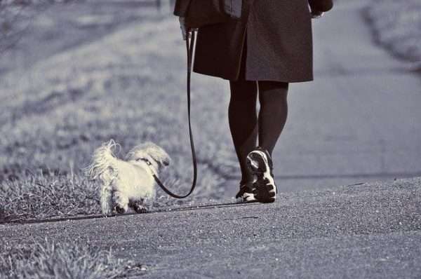 walking the dog
