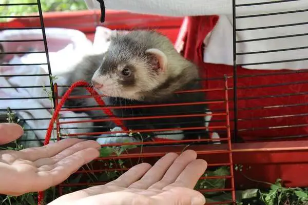 Do It Yourself Ferret Cage
