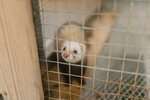 How to make Ferret travel cage