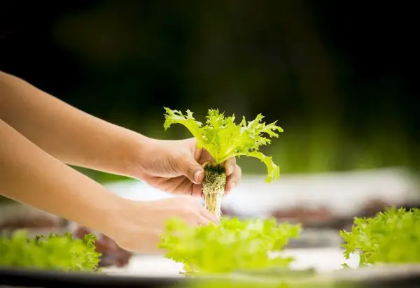 How to Build a Hydroponic Garden at Home