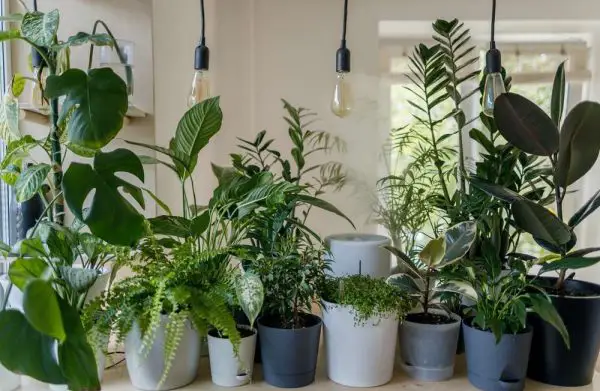 How to build a DIY plant grow light
